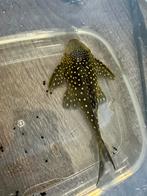 Blauwe Fantoom Pleco Hemiancistrus sp. L128, Vis, Zoetwatervis, Schoolvis