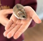 Hamstertje met hok en alle toebehoren, Dieren en Toebehoren, Knaagdieren, April, Vrouwelijk, Hamster