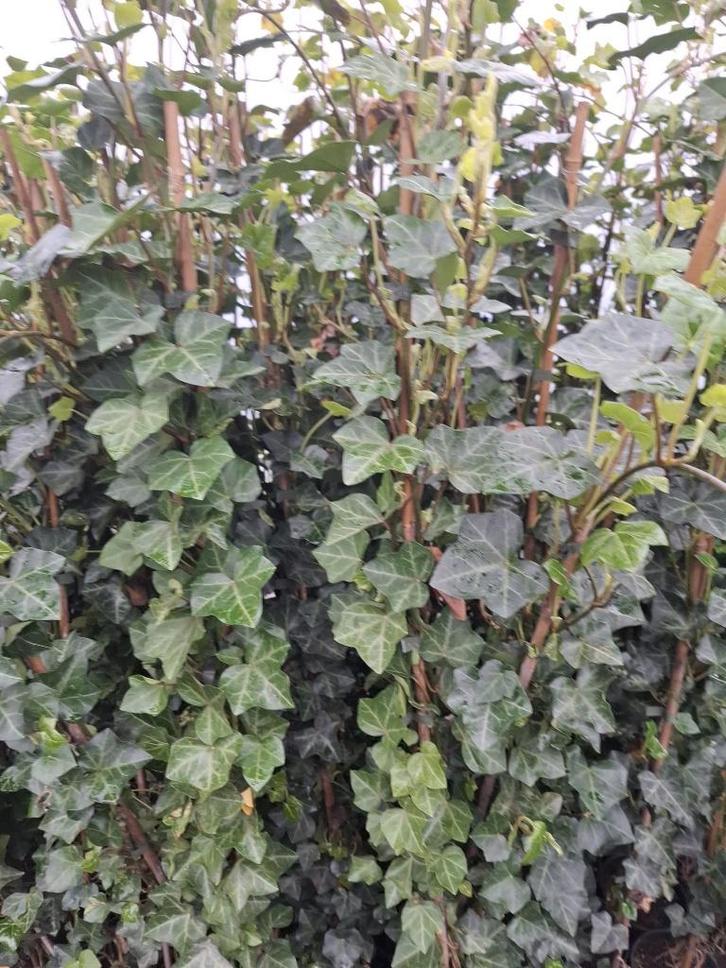Hedera Hibernica Klimop 150/160 cm, Tuin en Terras, Planten | Tuinplanten, Vaste plant, Klimplanten, Halfschaduw, Bloeit niet