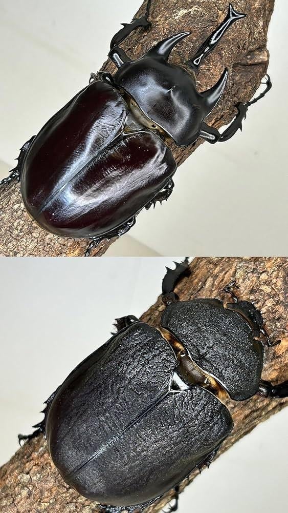 Megasoma rex larven kever larven, Dieren en Toebehoren