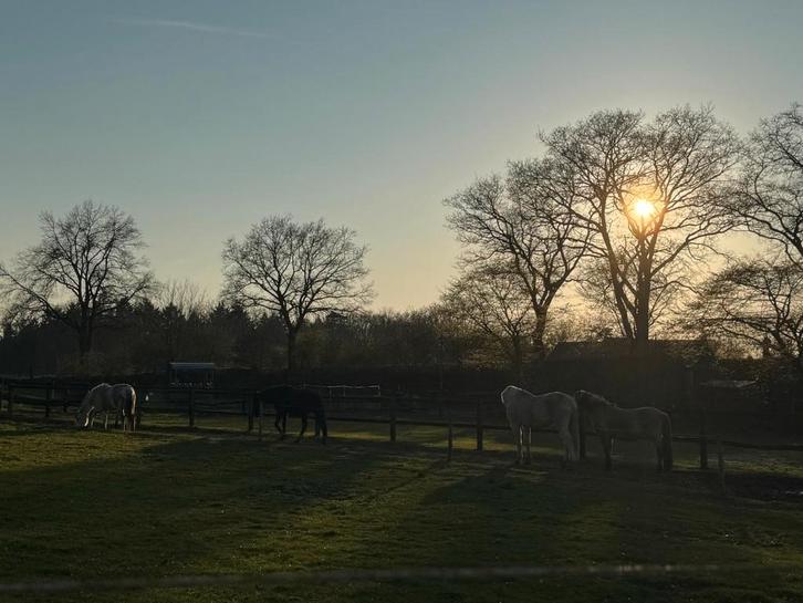 Aangeboden: plek op prachtige Paddock Paradise in Zeddam, Dieren en Toebehoren, Stalling en Weidegang, Weidegang, 1 paard of pony