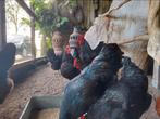 Australorp (groot) eieren, Dieren en Toebehoren, Pluimvee, Geslacht onbekend, Kip