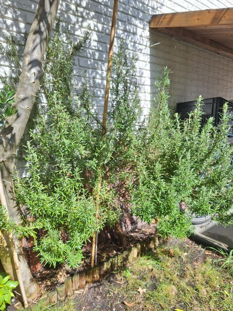 Rozemarijn struik (groot), Ophalen, Volle zon, Vaste plant, Kruiden