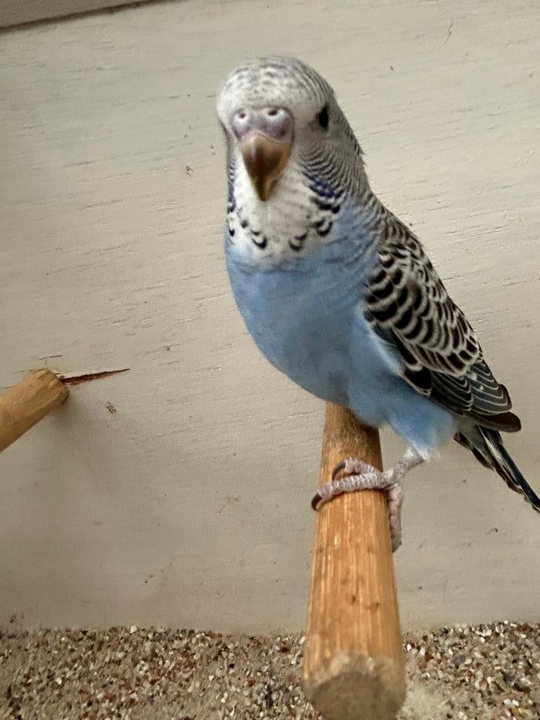 Jonge grasparkiet, Dieren en Toebehoren, Vogels | Parkieten en Papegaaien, Mannelijk, Parkiet, Tam