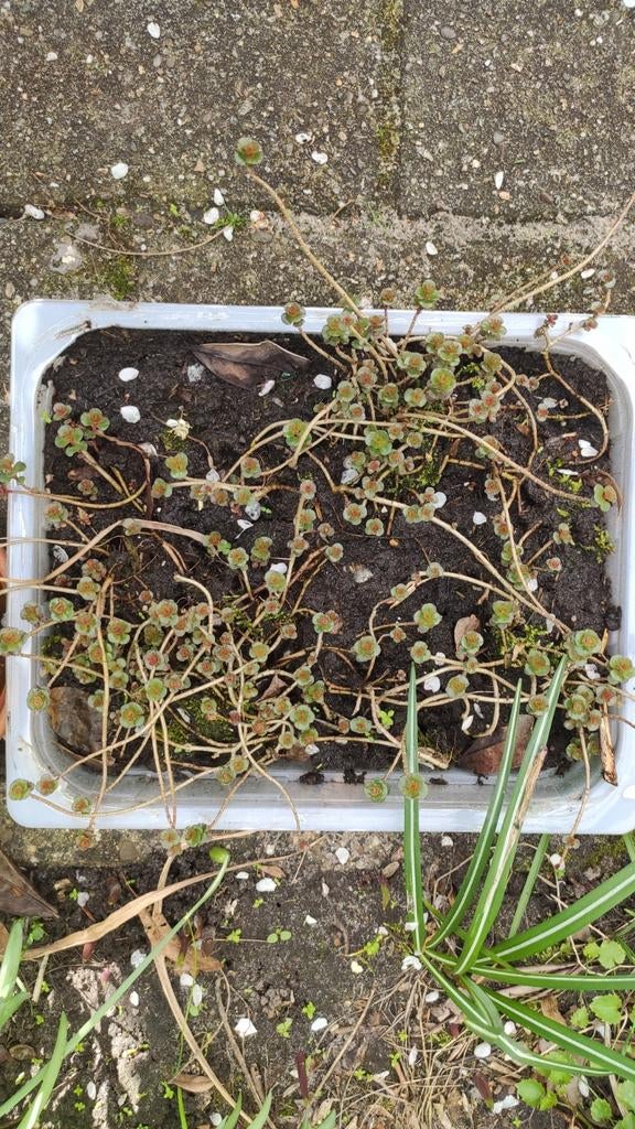 Roze vetkruit en hosta hemelsleutel en, Tuin en Terras, Planten | Tuinplanten, Ophalen, Overige soorten, Volle zon