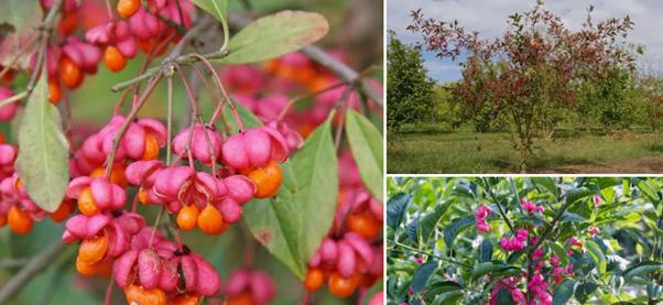 Gratis af te halen: meer dan 100 struiken, Tuin en Terras, Planten | Struiken en Hagen, Ophalen, Overige soorten, 100 tot 250 cm