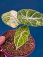 Alocasia Ninja Variegata p10 (3), Huis en Inrichting, Kamerplanten, Ophalen of Verzenden, Halfschaduw, Minder dan 100 cm