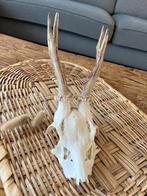 Reeën schedel met gewei, Ophalen of Verzenden