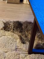 Ter adoptie: Paleis gezocht voor onze poezen., Poes, Langharig, 3 tot 5 jaar