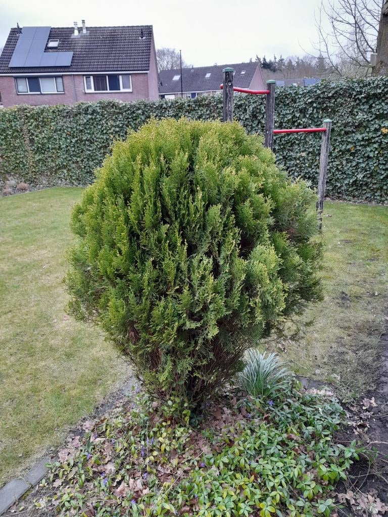 Gratis conifeer klein, h150 en d 80 cm in Rijssen, Tuin en Terras, Planten | Struiken en Hagen, Ophalen, Conifeer, 100 tot 250 cm