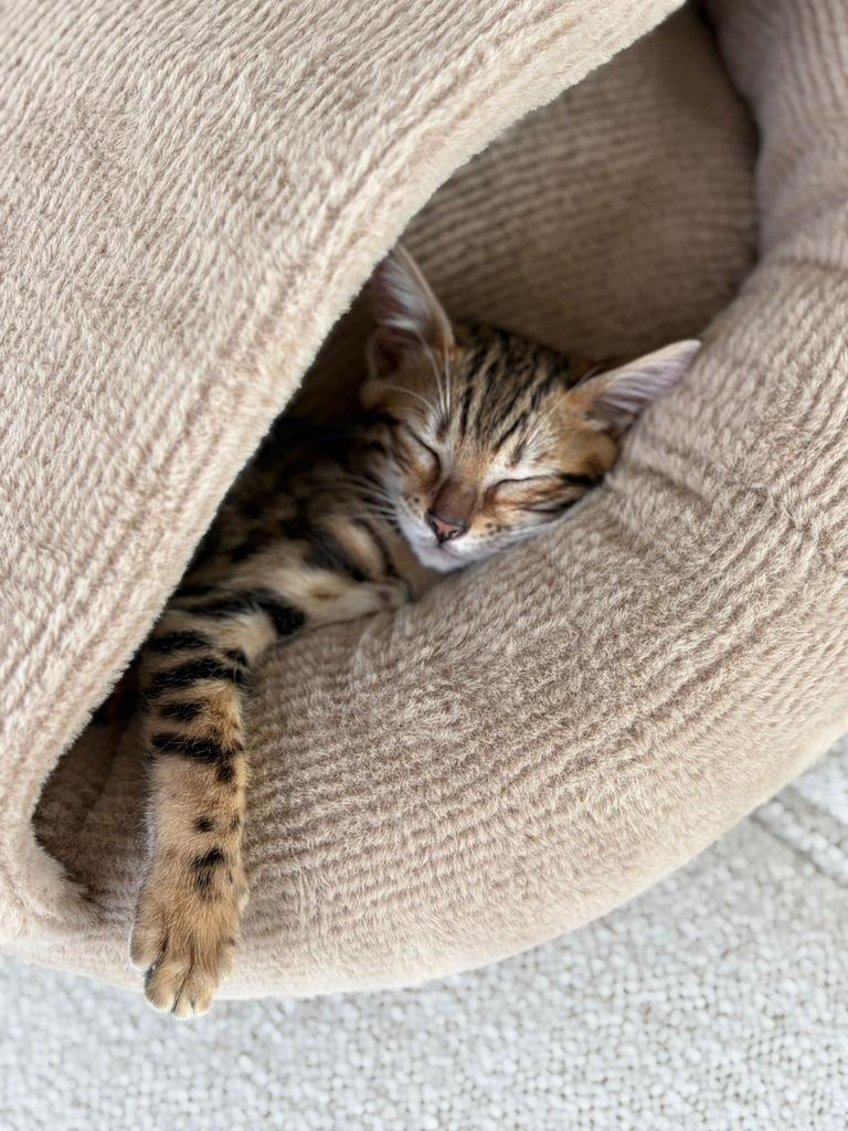 Prachtige Bengaalse kitten zoekt liefdevol thuis, Poes, Gechipt, 0 tot 2 jaar