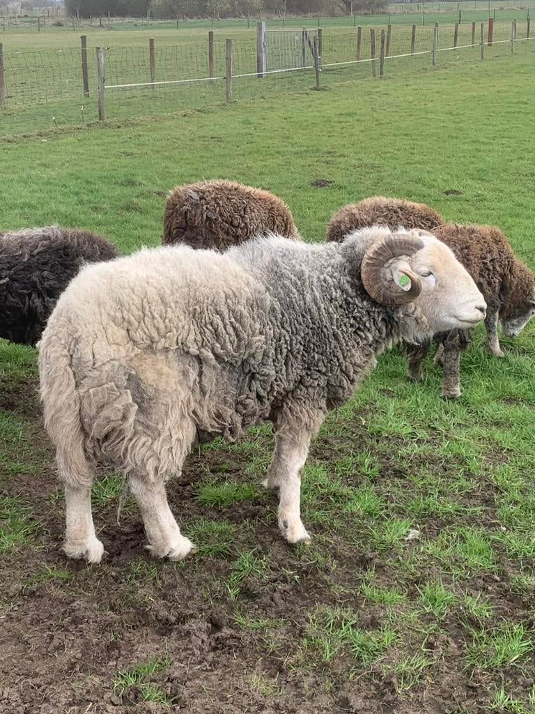 Herdwick dekram, Mannelijk, Schaap, 3 tot 5 jaar