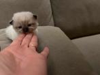 Mooie Ragdoll kater, Meerdere dieren, Langharig, 0 tot 2 jaar