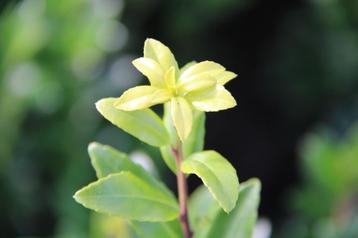 Japanse hulst Kanehirae / Ilex maximowicziana ‘Kanehirae’ beschikbaar voor biedingen