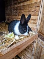 Hollandertje mannetje en vrouwtje, Dieren en Toebehoren, Konijnen, Meerdere dieren, Groot