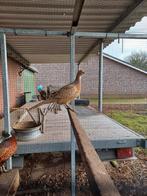 Bosfazanten, Dieren en Toebehoren, Meerdere dieren, Overige soorten