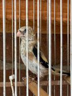 jonge parva putter, Dieren en Toebehoren, Vogels | Kanaries, Mannelijk, Bastaard