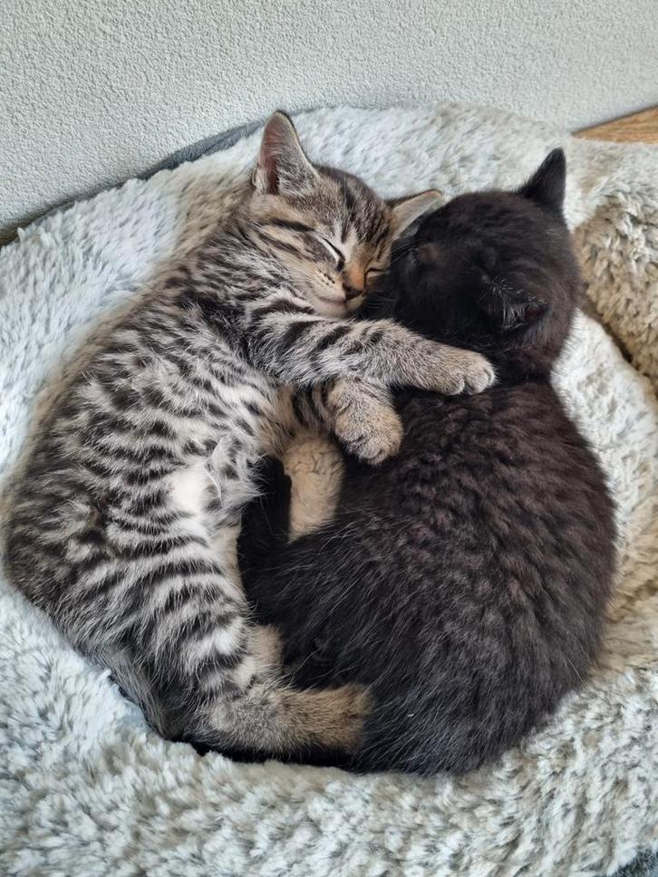 Prachtige Ragdoll/Cyperse kat x Bengaal kittens te koop, Dieren en Toebehoren, Katten en Kittens | Raskatten | Korthaar, Poes
