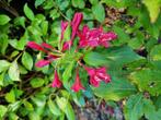 Weigela Bristol Red, Ophalen, Zomer, Overige soorten, Volle zon
