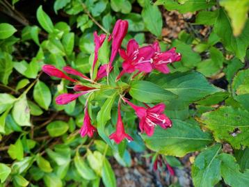 Weigela Bristol Red beschikbaar voor biedingen