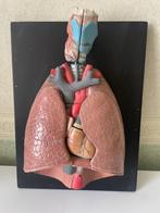 Anatomisch model longen, Antiek en Kunst, Ophalen of Verzenden