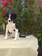Bijzonder mooie BORDER COLLIE x FRIESE STABIJ pups, Dieren en Toebehoren, Nederland, CDV (hondenziekte), 8 tot 15 weken, Meerdere