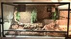 Groot terrarium, Ophalen, Gebruikt, Terrarium of Paludarium