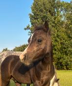 Welsh a hengstveulen, Dieren en Toebehoren, Paarden, Hengst, Minder dan 160 cm, Ontwormd, 0 tot 2 jaar