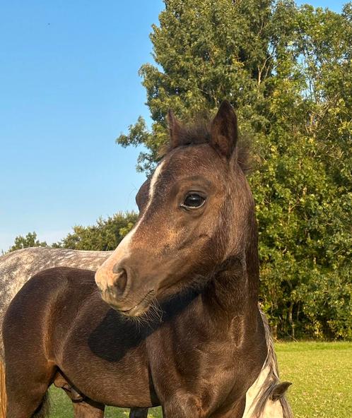 Welsh a hengstveulen, Dieren en Toebehoren, Paarden, Hengst, Minder dan 160 cm, 0 tot 2 jaar, Ontwormd