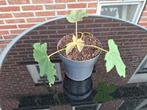 tetrapanax (rijstpapierplant), Tuin en Terras, Planten | Tuinplanten, Ophalen, Zomer, Overige soorten, Volle zon