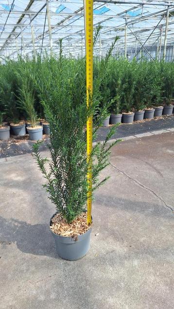 Taxus baccata lengte 25 tot 60 (hiksii - hillii-repandens) beschikbaar voor biedingen