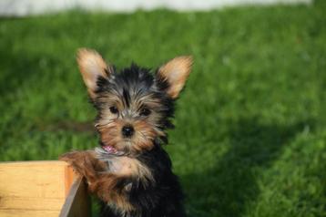 Yorkshire terrier pups beschikbaar voor biedingen