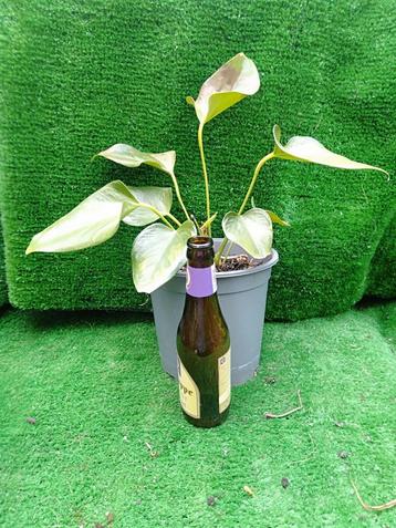 Van zonnebrand herstellende kamerplant  beschikbaar voor biedingen