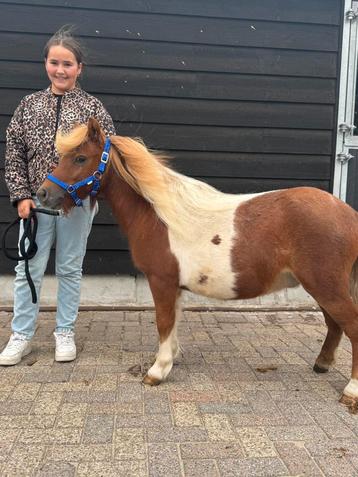 🦄🩵🦄Super brave rood/bont shetlandpony🦄🩵🦄 beschikbaar voor biedingen