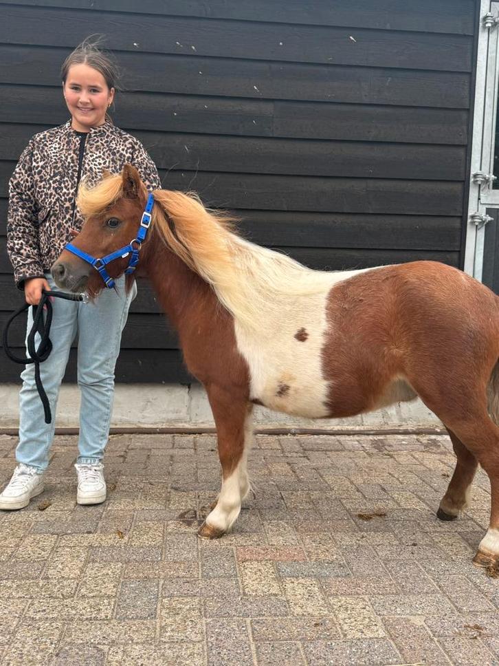 🦄🩵🦄Super brave rood/bont shetlandpony🦄🩵🦄, Dieren en Toebehoren, Pony's, Hengst, Niet van toepassing, A pony (tot 1.17m)