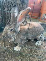Dekreu niet te koop, Dieren en Toebehoren, Konijnen, Mannelijk, Groot, 3 tot 5 jaar