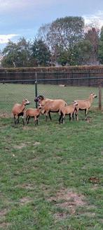 Hele mooie kameroen schapen, Dieren en Toebehoren, Schapen, Geiten en Varkens, Meerdere dieren, Schaap