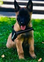 Mechelse herder pups met F.C.I stamboom showlijn., CDV (hondenziekte), 8 tot 15 weken, Meerdere, Meerdere dieren