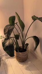 Strelitzia Nicolai (Paradijsvogelplant), Huis en Inrichting, Kamerplanten, Ophalen, Overige soorten, Halfschaduw, In pot