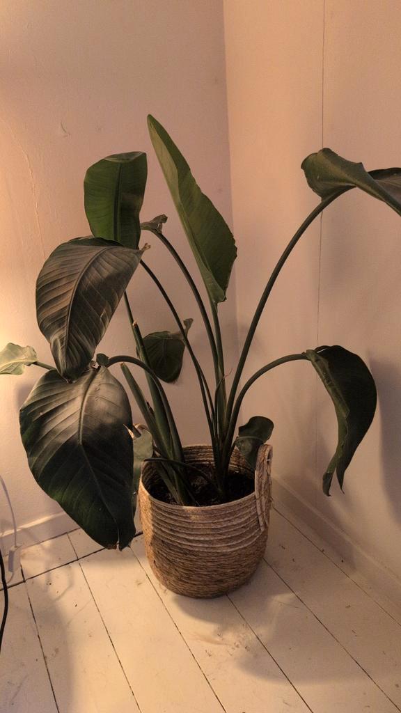 Strelitzia Nicolai (Paradijsvogelplant), Huis en Inrichting, Kamerplanten, Overige soorten, 150 tot 200 cm, Groene kamerplant