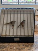 Baardmannetjes te koop!, Dieren en Toebehoren, Vogels | Overige Vogels, Meerdere dieren, Wildzangvogel, Geringd