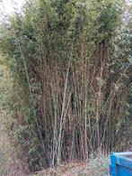 bamboe stokken (takken), Ophalen, Bamboe, 250 cm of meer