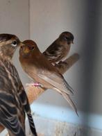 Barm sijsjes, Dieren en Toebehoren, Vogels | Overige Vogels, Meerdere dieren