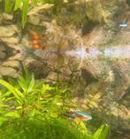 Mickey rood platy's te koop, Dieren en Toebehoren, Vissen | Aquariumvissen, Vis, Zoetwatervis, Schoolvis