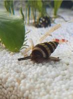 Anatome Helena slaketende slak (aquarium), Dieren en Toebehoren, Slak of Weekdier, Zoetwatervis