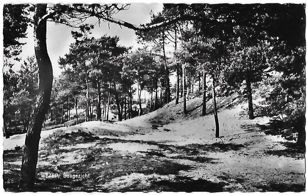 Wezep Bosgezicht Oude Gelopen Ansichtkaart ( 8522 ), Ophalen of Verzenden, 1960 tot 1980, Gelopen