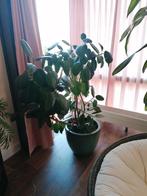 Ficus Elastica / Rubberboom 150 * 150 cm, Huis en Inrichting, Ophalen, 150 tot 200 cm