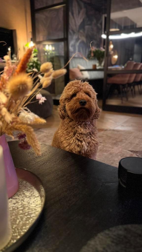 Cockapoo dekreu, Dieren en Toebehoren, Honden | Dekreuen, Reu, Particulier, Eén hond, Nederland, 3 tot 5 jaar, CDV (hondenziekte)