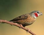 Tropische vogels: Veel keuze + goed advies, Meerdere dieren, Kleurkanarie