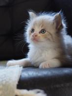 ragdoll kitten, Kater, Ontwormd, 0 tot 2 jaar